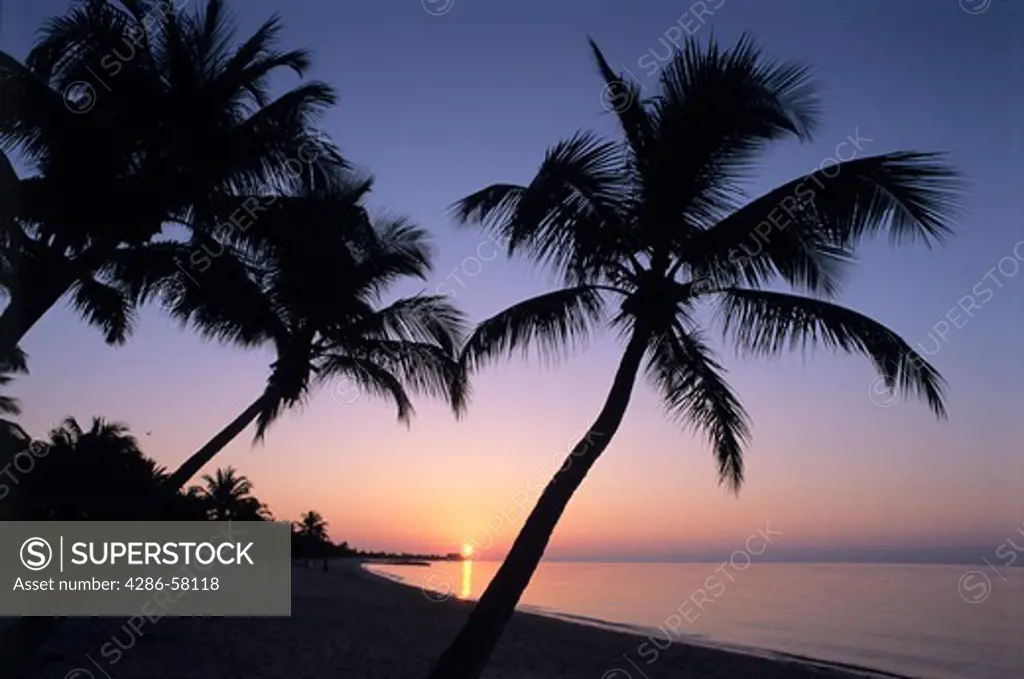 Tranquil sunrise over palm tree lined beach, Key West, Florida
