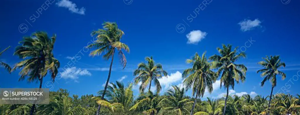 Palm trees along highway blow in breeze, Key West, Florida.
