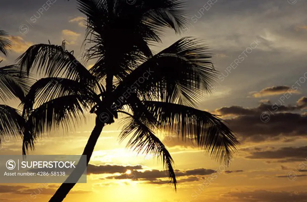 Lone pine tree on beach silhouetted against rising sun, Key West, Florida.
