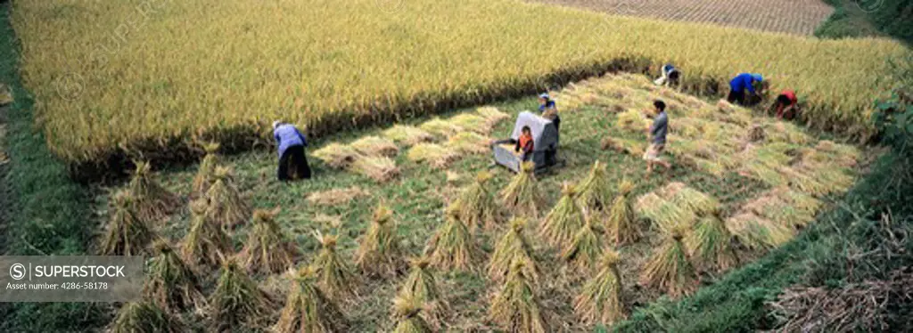 Family of three generations harvests and threshes rice, Guizhou Province, China