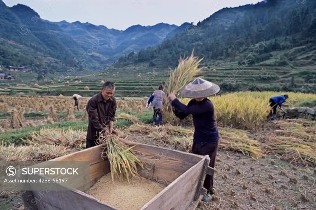 Threshing by hand by beatting into wooden box, Guizhou Province, China