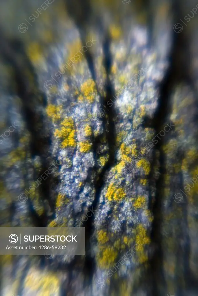 Soft focus lens captures detail of lichen growing on tree trunk, Perham, Minnesotts.