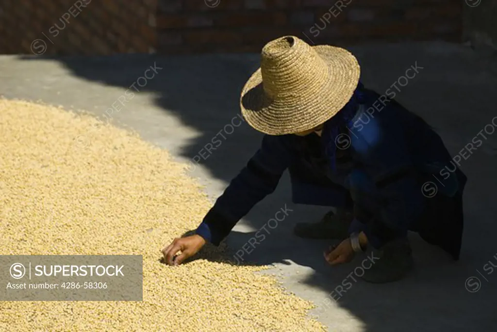 Yani ethnic minority woman dries just harvested corn on sunny rooftop, Qingkou Village, Yuanyan County, Yunnan Province, China.