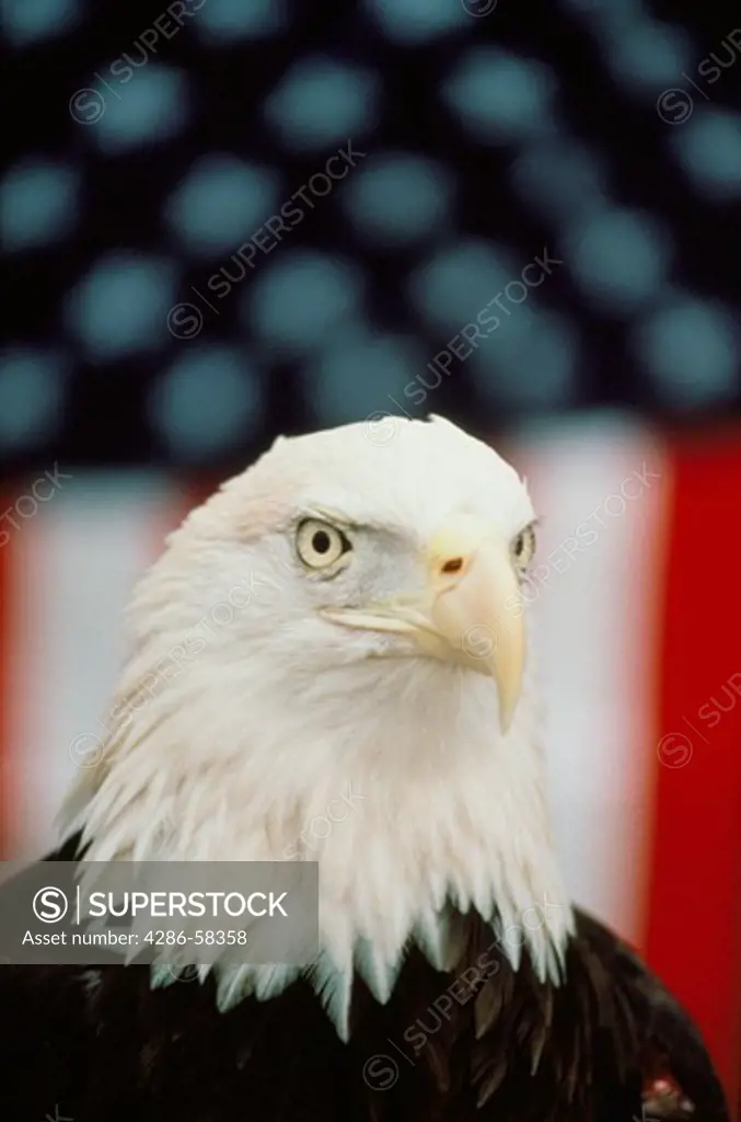 Portrait of a bald eagle in front of an American flag.