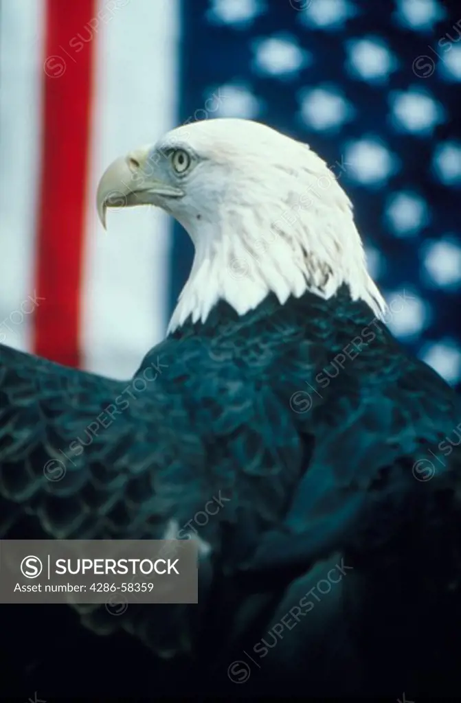 Portrait of a bald eagle in a rear profile in front of an American flag.