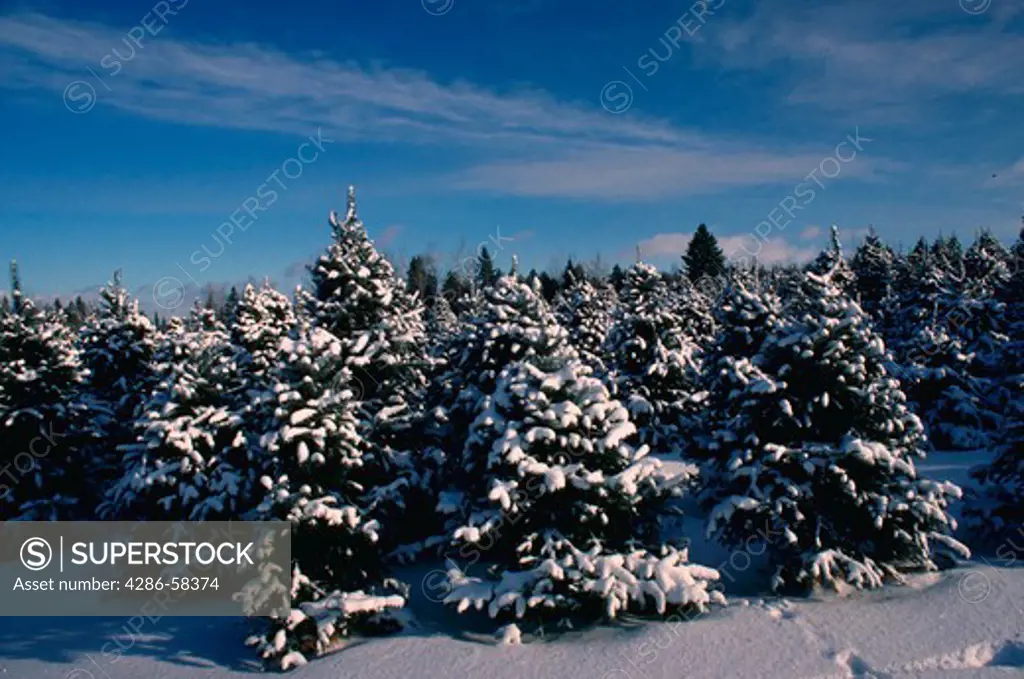 Christmas tree farm in winter, Cookshire, Quebec, Canada.