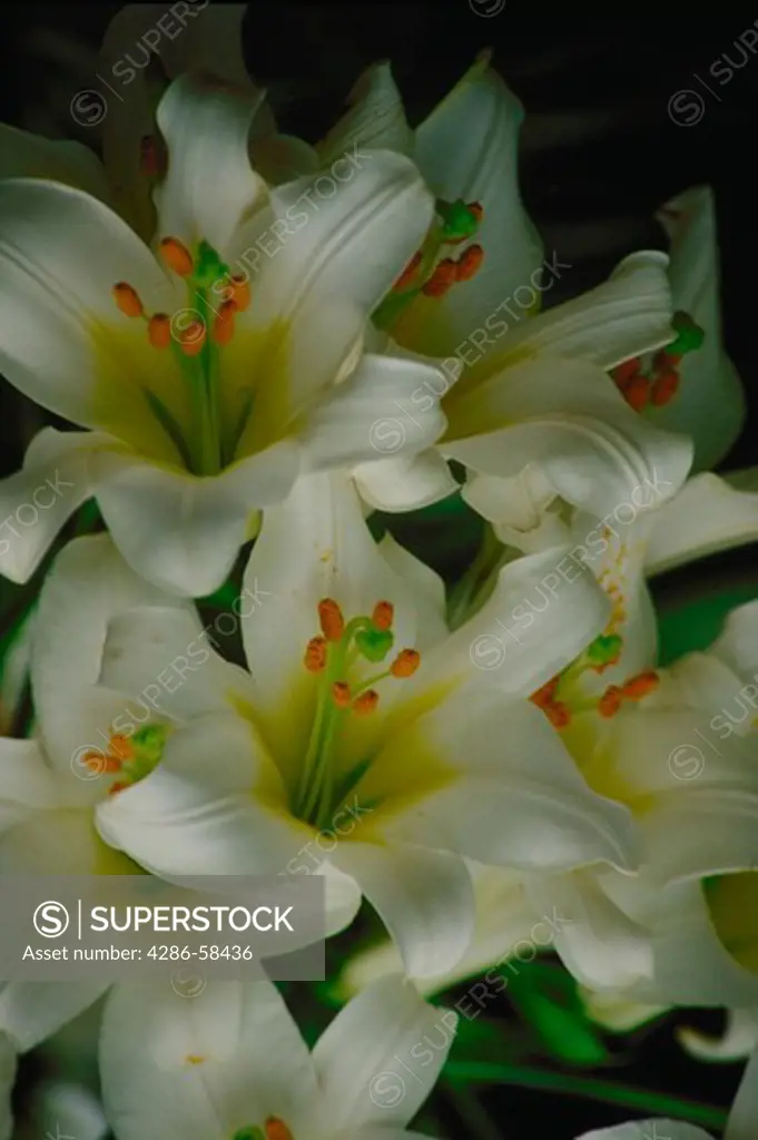 White lilies.