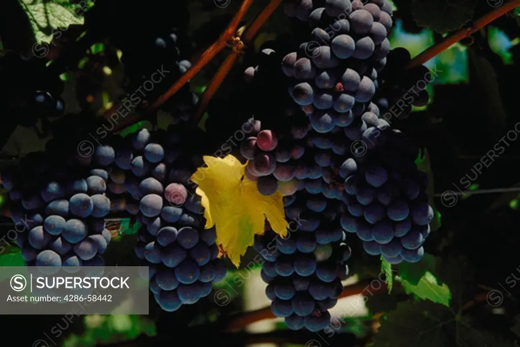 Pinot noir wine grapes on the vine.
