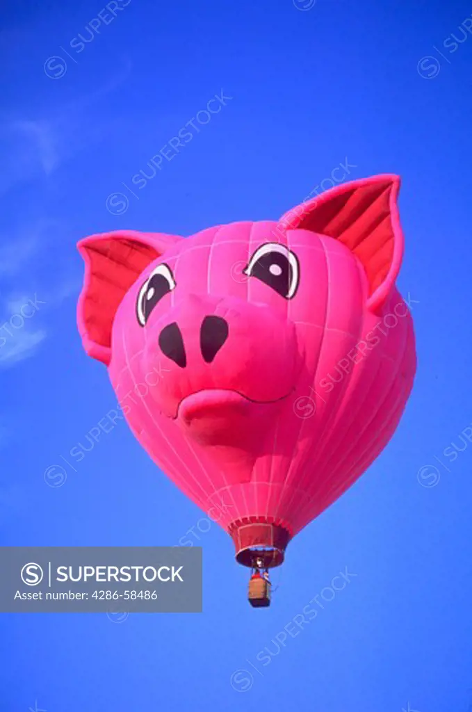A colorful hot air balloon shaped like a pigs head set against a blue sky background at the Albuquerque Balloon Festival in Albuquerque, New Mexico.
