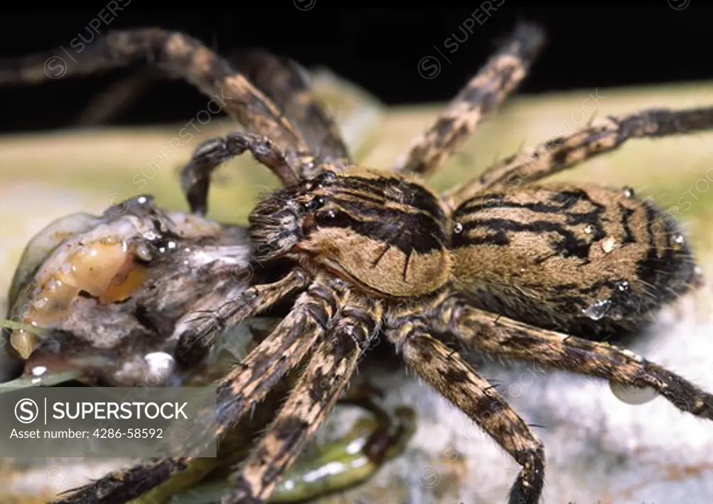 Wolf spider with prey. Costa Rica.