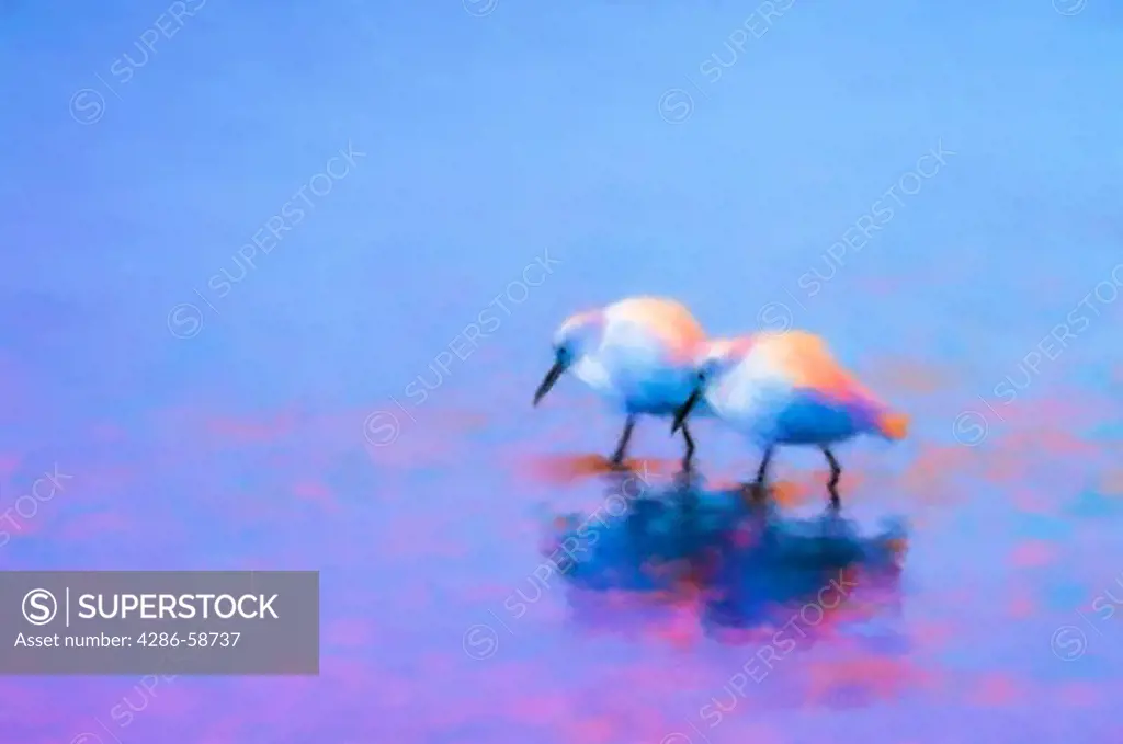 North America, USA, Florida, Merritt Island, digitally altered painterly image of two snowy egrets in pastels painted with a blue and pink background.