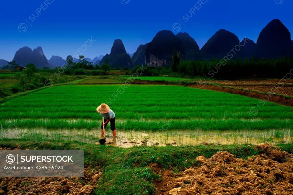 China farmer Tending Rice Crop, Guilin