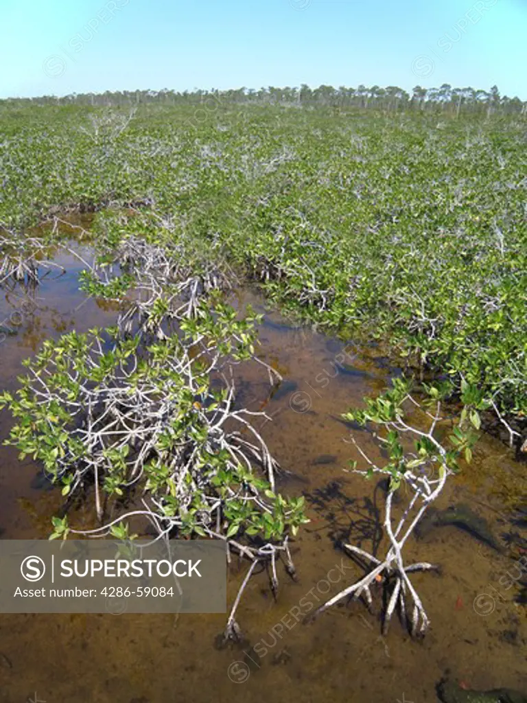 Mangrove swamp in Lucayan National Park on Grand Bahama Island.