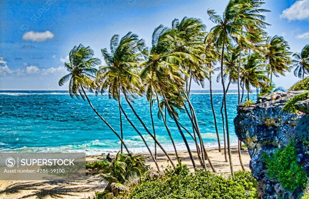 Beautiful peaceful and secluded beach with palm trees on East Coast of Barbados called Bottom Bay in the Caribbean