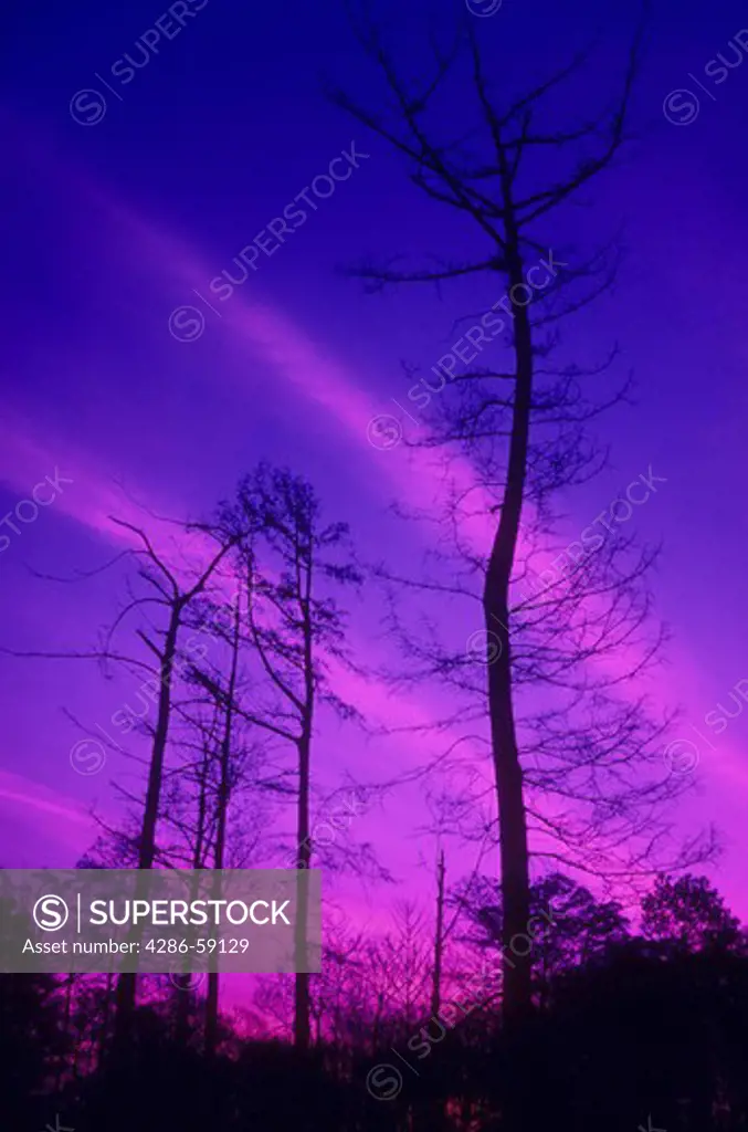 Winter trees silhouetted against colorful evening sky.