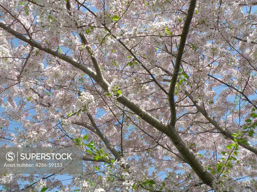 Yoshino Cherry Tree blossoms.
