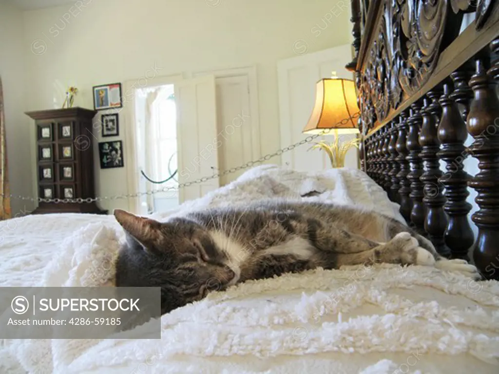 One of the famous cats, with five toes, sleeps on the bed in the master bedroom of the Hemingway house in Key West, Florida.