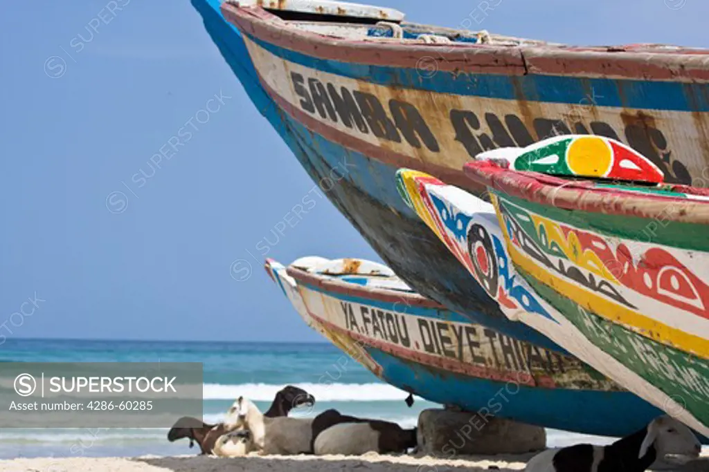 Black and white-spotted sheep and goats snooze in the shade of colorfully-painted boats that line the beach of Yoff, a fishing village 30 minutes outside of Senegal's capital city of Dakar. NOT MODEL RELEASED. EDITORIAL USE ONLY.