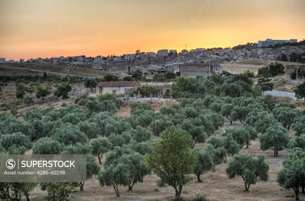 High dynamic range image of the town of Le Kef, rows of olive trees gracing its borders.  Le Kef, the unofficial capital of western Tunisia, is a charming town and underrated tourist destination. NOT MODEL RELEASED. EDITORIAL USE ONLY.