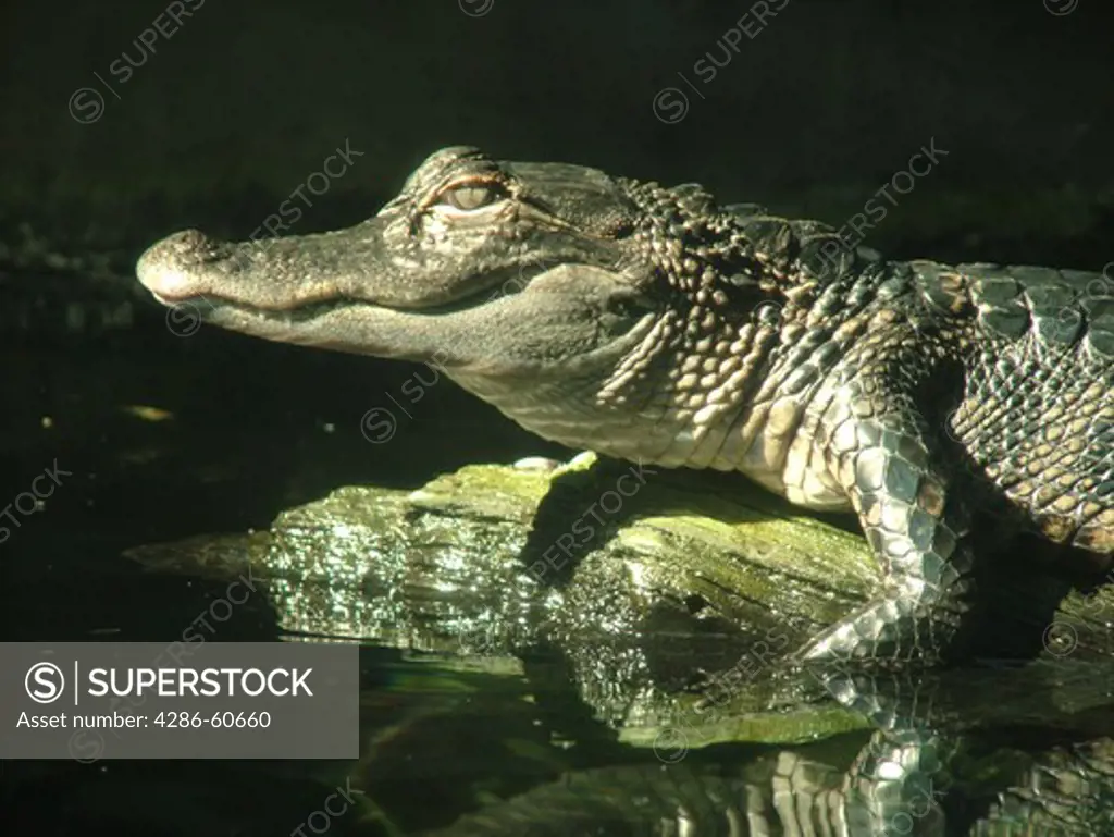 Tampa, FL, Florida, Tampa Bay, The Florida Aquarium, alligator