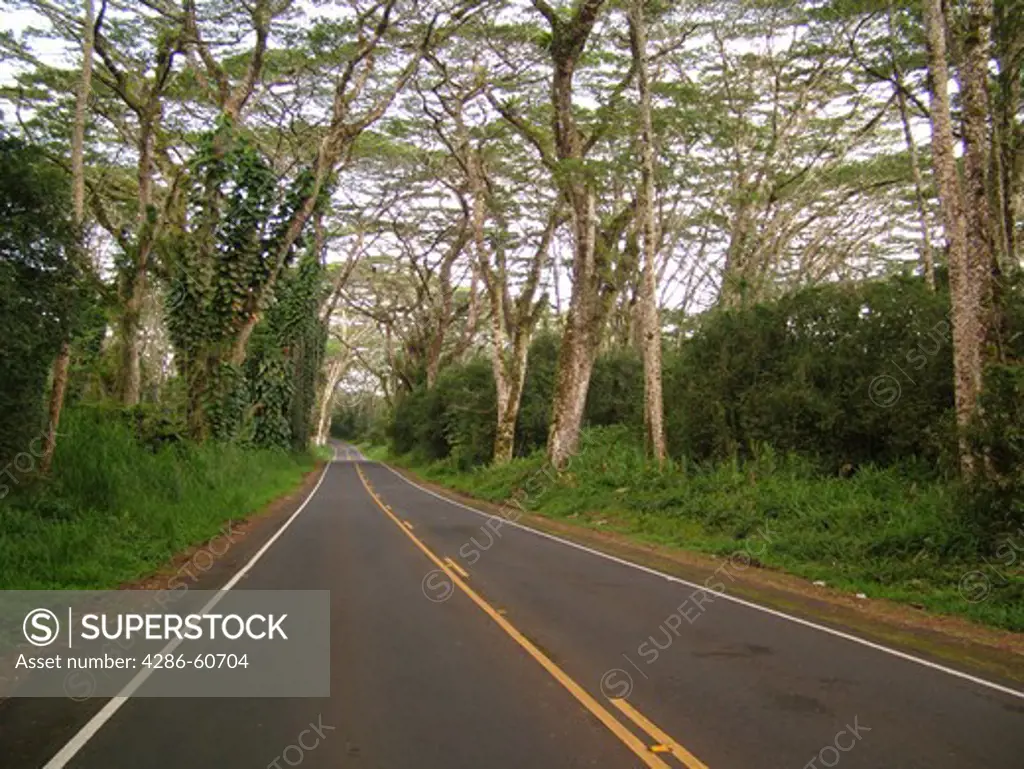 Big Island, Island of Hawaii, HI, Hawaii, Pahoa, Kapoho Road, Route 132, tree-lined road