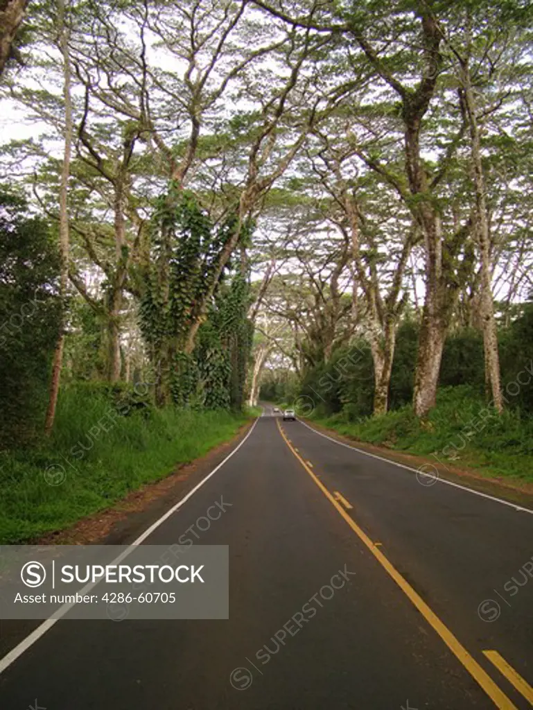 Big Island, Island of Hawaii, HI, Hawaii, Pahoa, Kapoho Road, Route 132, tree-lined road