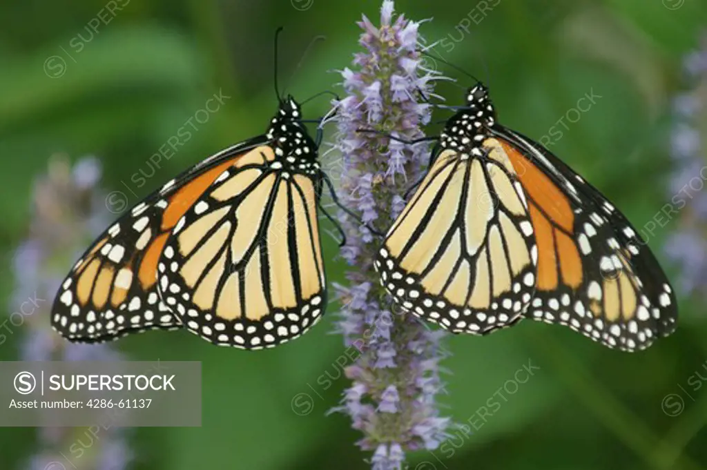 Monarch butterflies, danaus plexippus