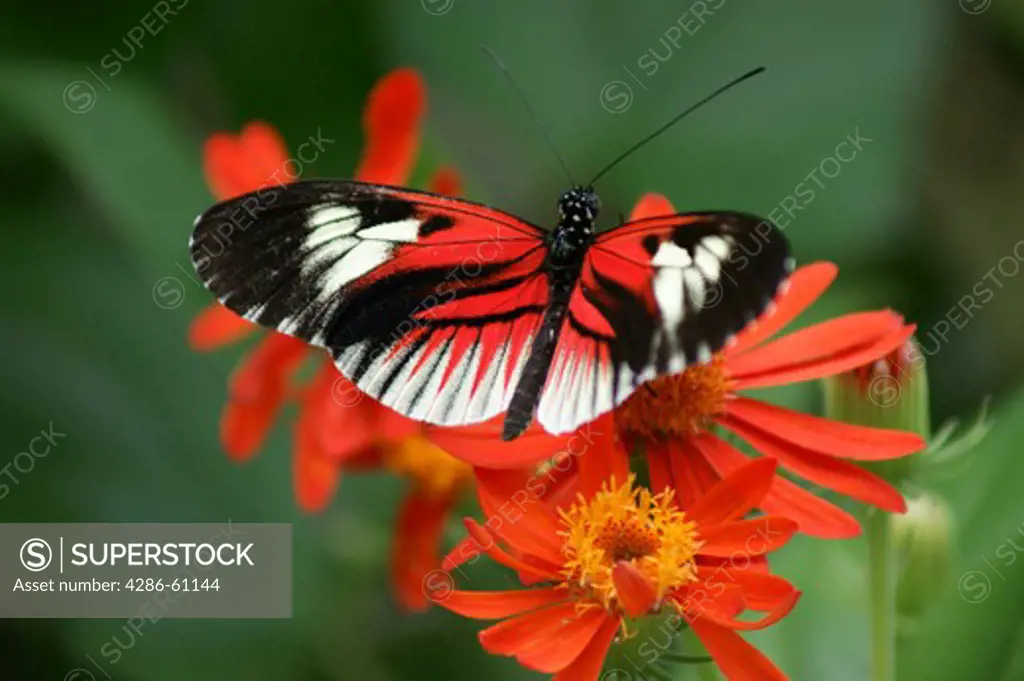 Postman butterfly, heliconius melpomene