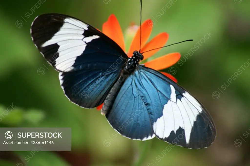 Blue-and-white longwing, heliconius  cydno