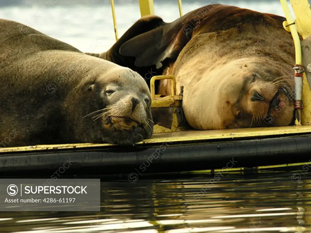 Sea lions rest on a buoy in Saanich Inlet on Vancouver Island, British Columbia, Canada.