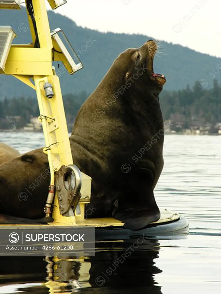 A California sea lion rests on a science buoy in Saanich Inlet on Vancouver Island, British Columbia, Canada.