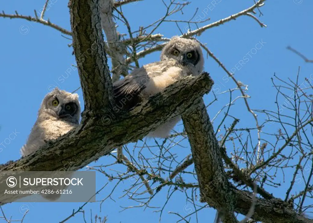 Great horned owl chicks on Vancouver Island, British Columbia, Canada