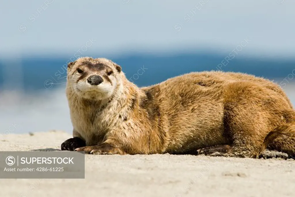 River otters inhabit Sidney Island in Gulf Islands National Park, British Columbia, Canada