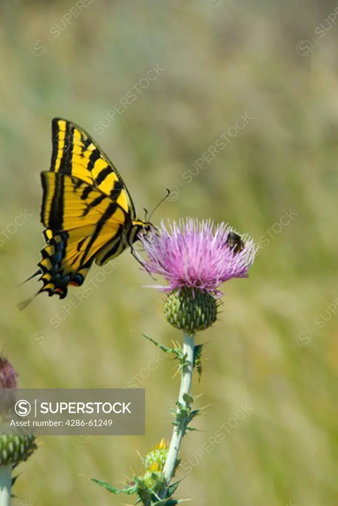 A swallowtail butterfly on a thistle in the Okanagan region of British Columbia, Canada