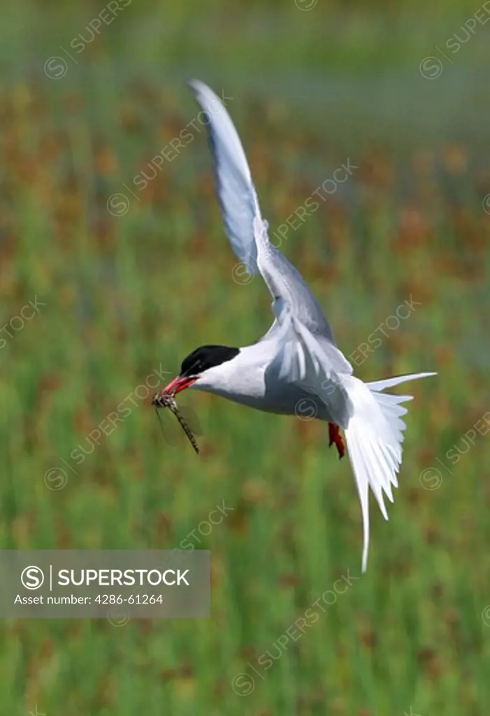 Arctic Tern With Dragonfly