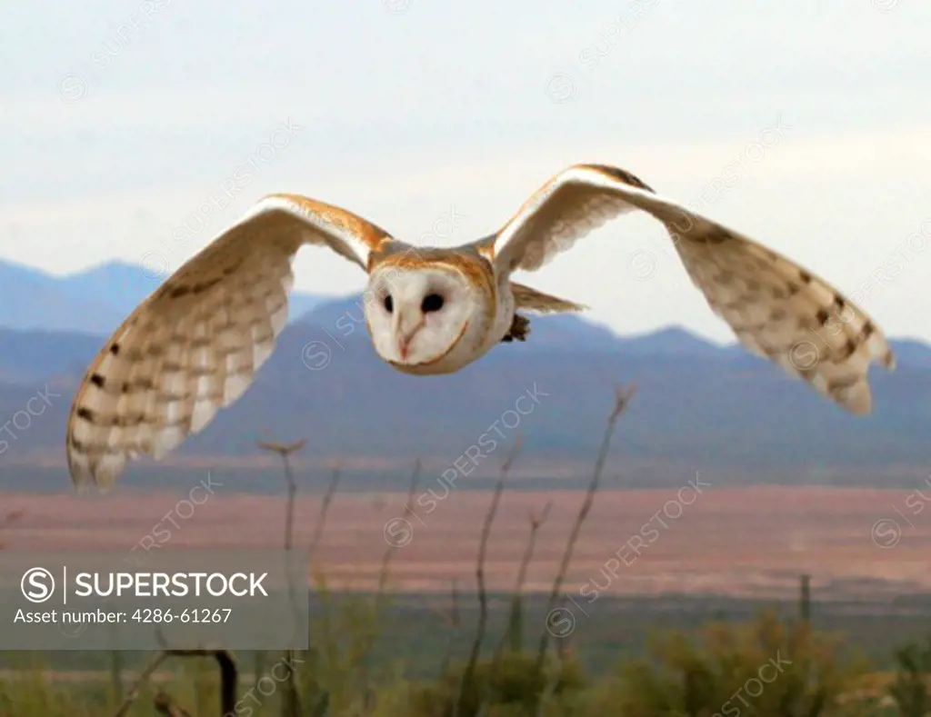 Barn Owl in flight