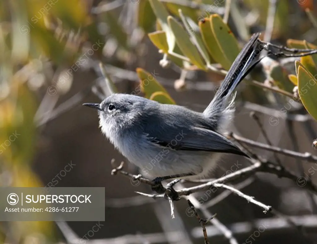 Black Tailed Gnatcatcher percehd on a branch