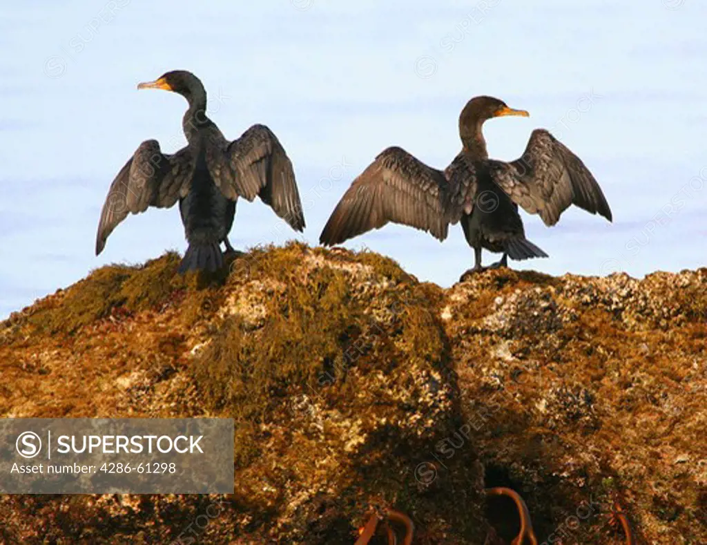 Coromorants ducks on rocks