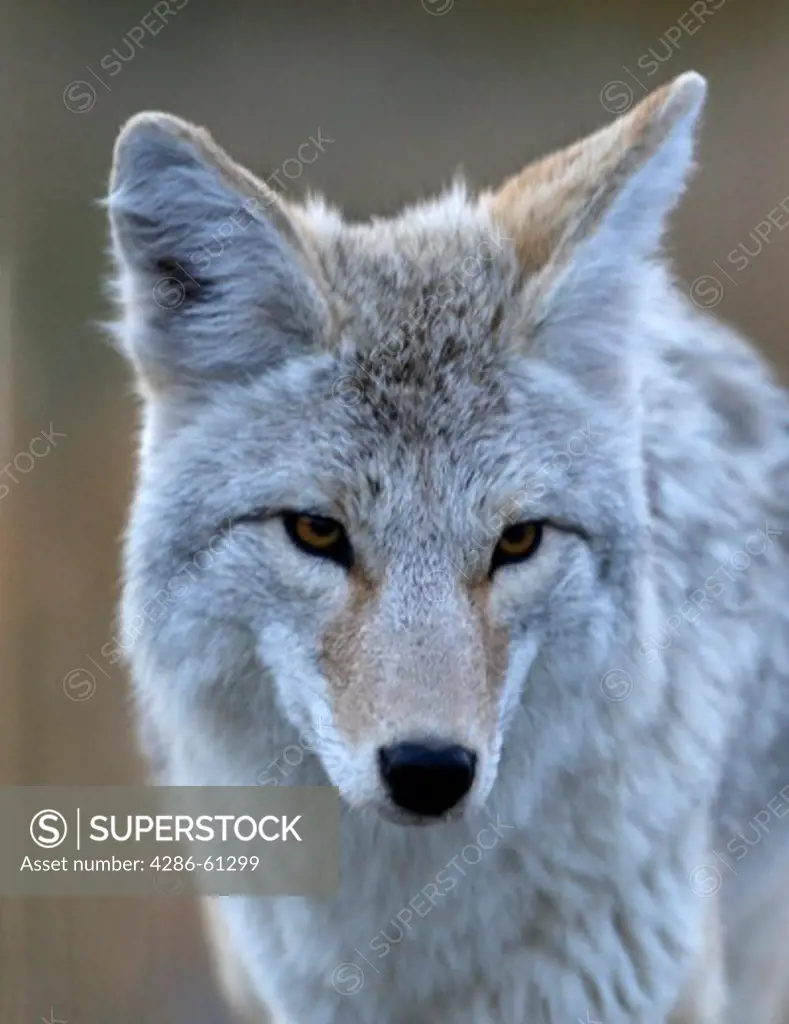 Close up of a coyotes face