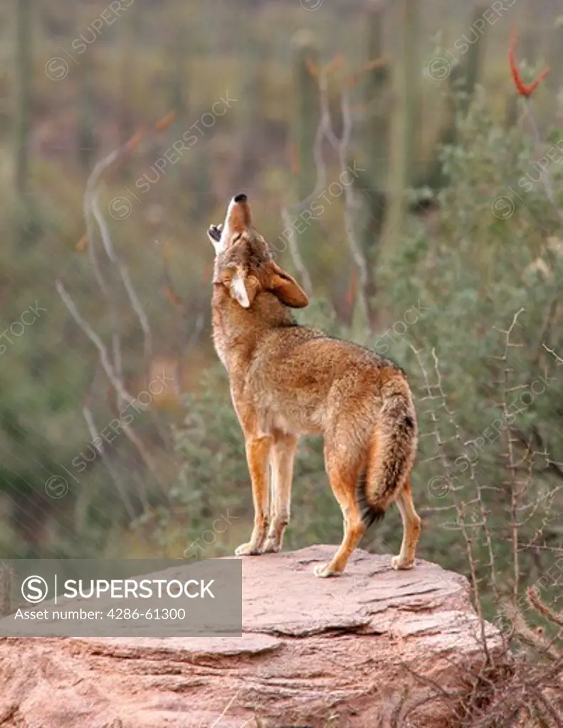 Coyote Howlling