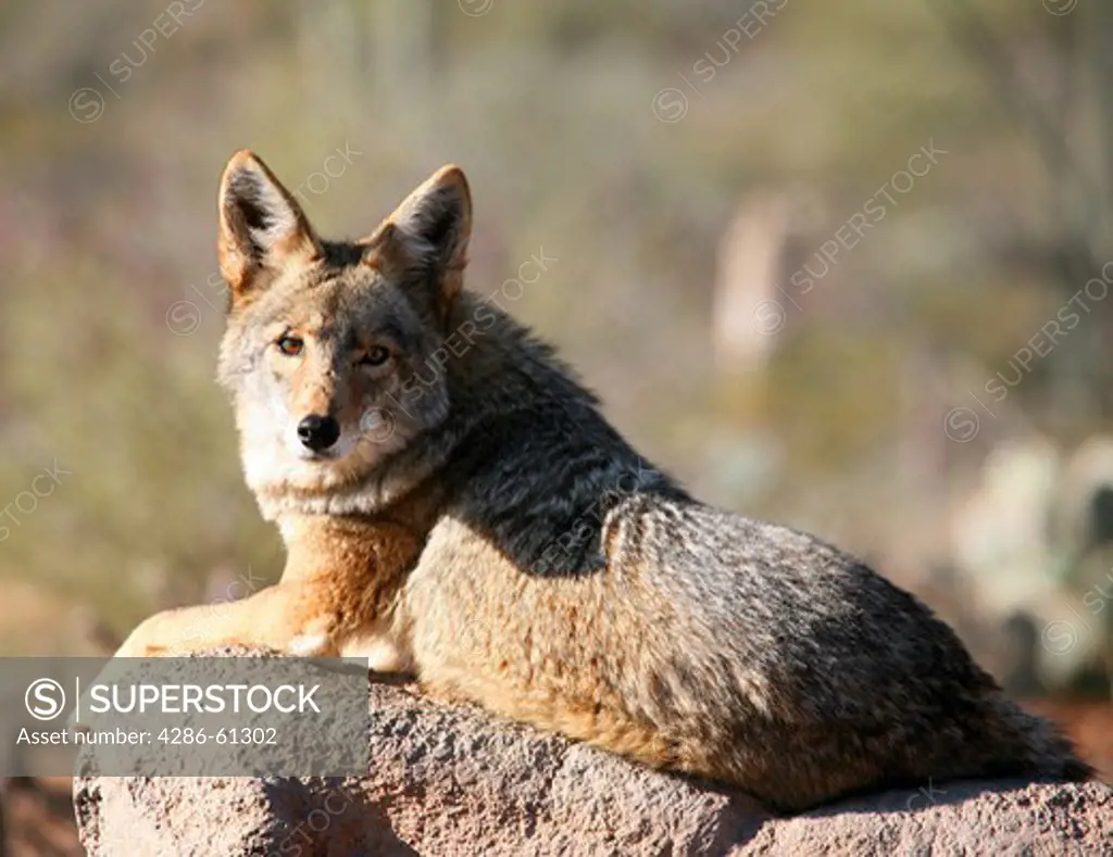 Coyote lounging on a rock