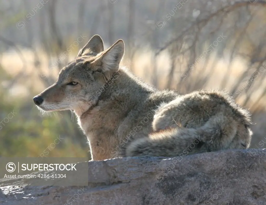 Coyote resting