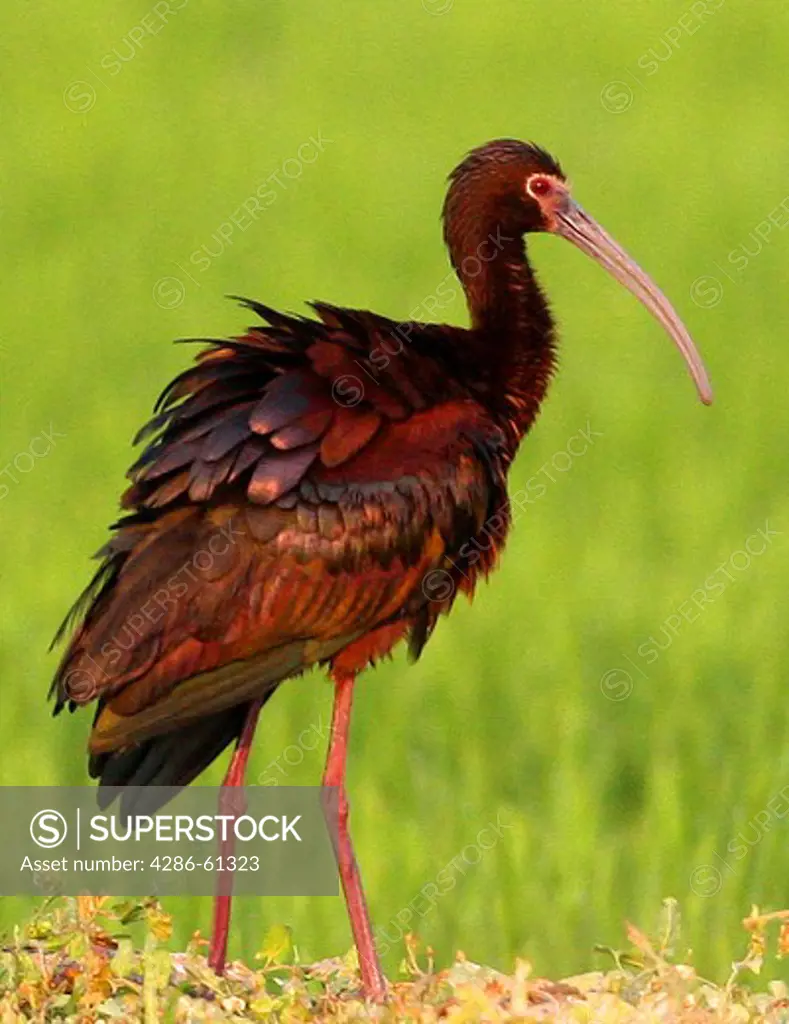 Ibis with ruffled feathers