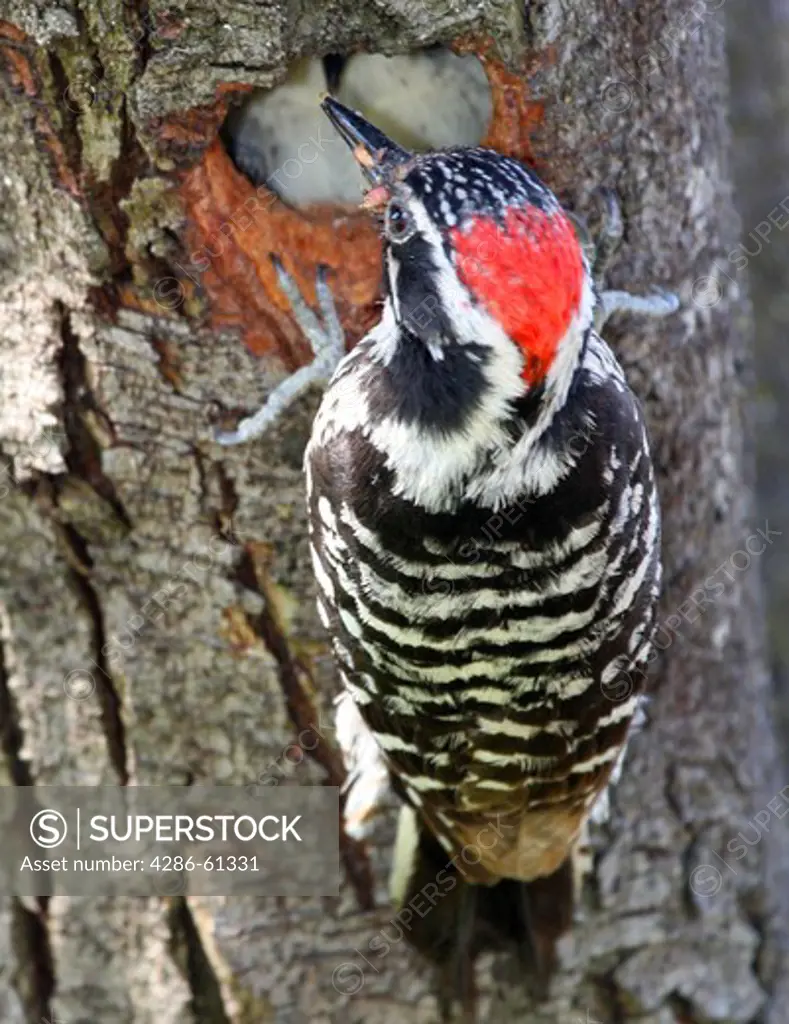 A male Nuttal's woodpecker