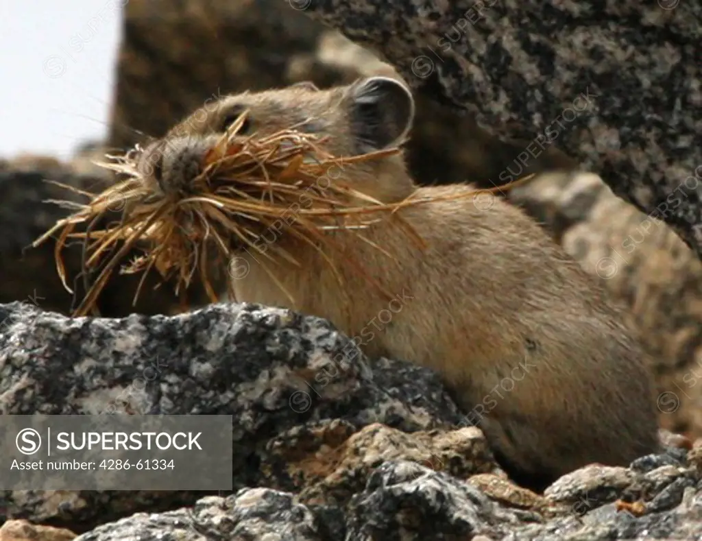 Close up of a Pika with grass in its mouth