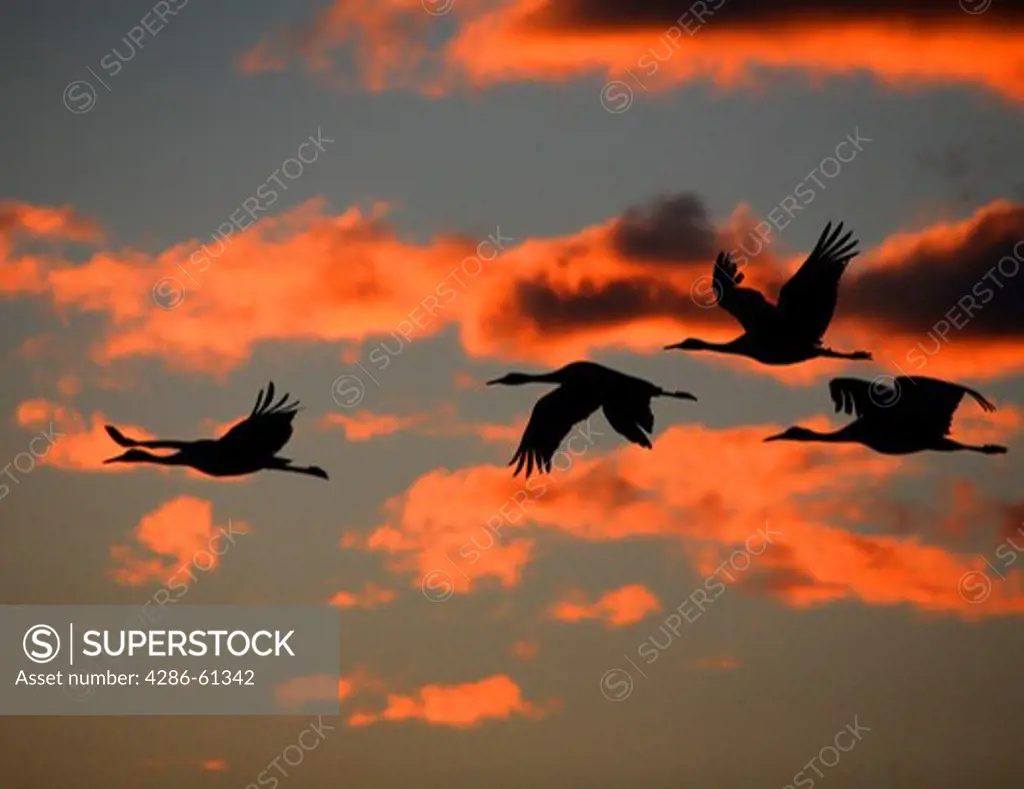 Sandhill Cranes in flight at sunset