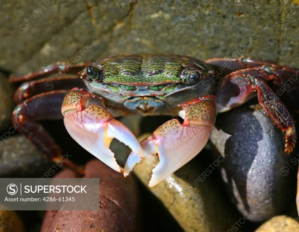 Close up of a Shore crab