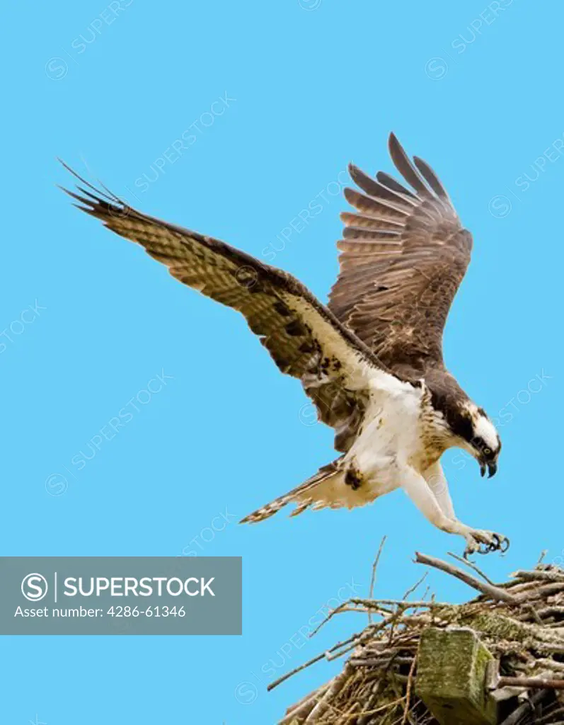 Osprey landing on its nest