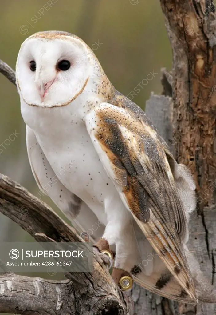 Barn Owl perched that has been tagged