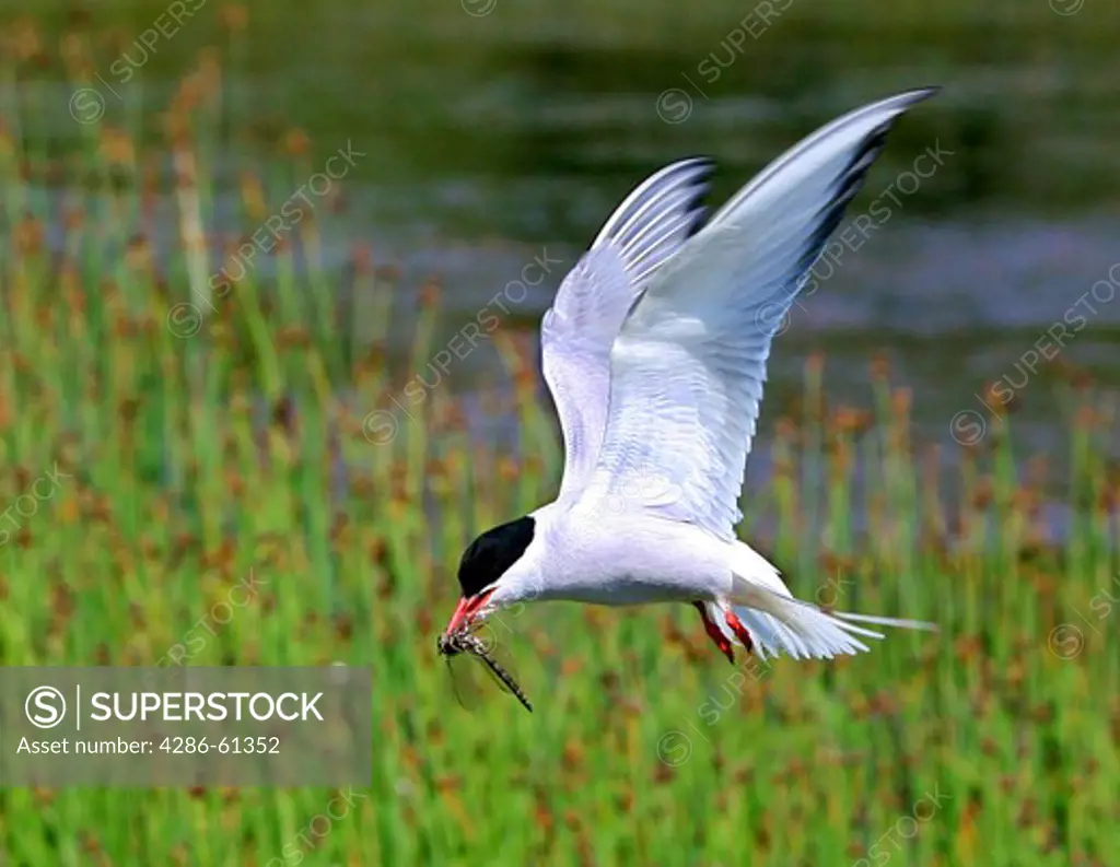 Arctic Tern in flight with a dragonfly in its beak